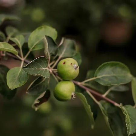 Апартаменты Aisha And Fatih