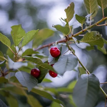 Aisha And Fatih Sarajevo