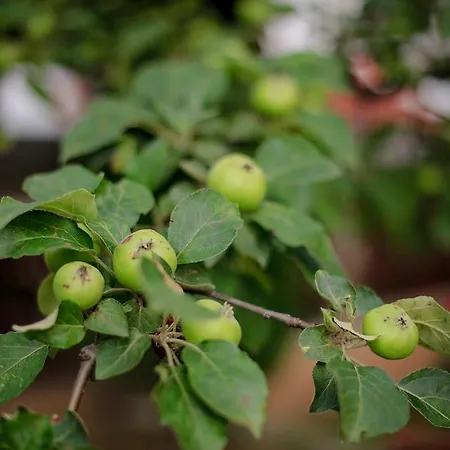 Lejlighed Aisha And Fatih *